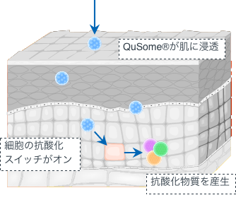 QuSome®が肌に浸透し、細胞の抗酸化スイッチがオンになります。